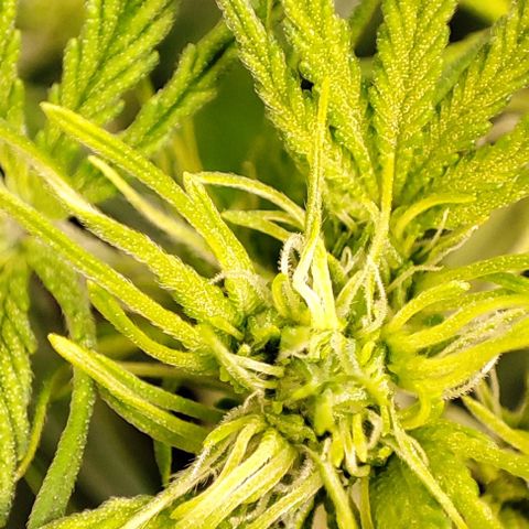 Apple Fritter growlog timeline photo