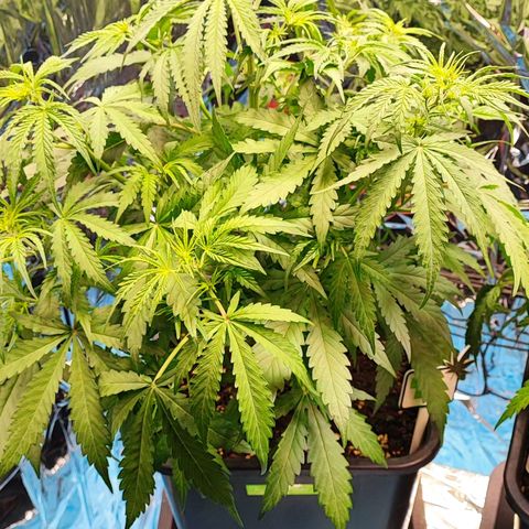Apple Fritter growlog timeline photo