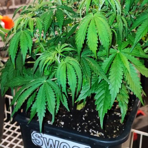 Sweet ZZ growlog timeline photo