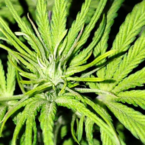 Sweet ZZ growlog timeline photo