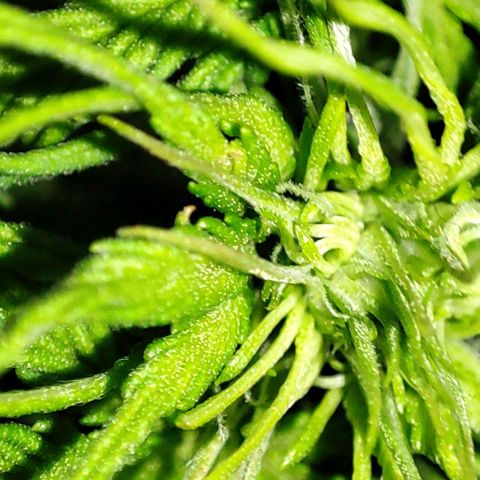 Purple Punch Auto  growlog timeline photo