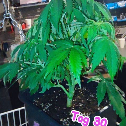 Purple Punch Auto  growlog timeline photo