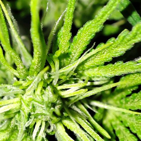 Apple Fritter growlog timeline photo