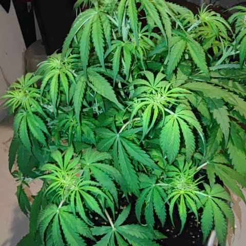 Apple Fritter growlog timeline photo