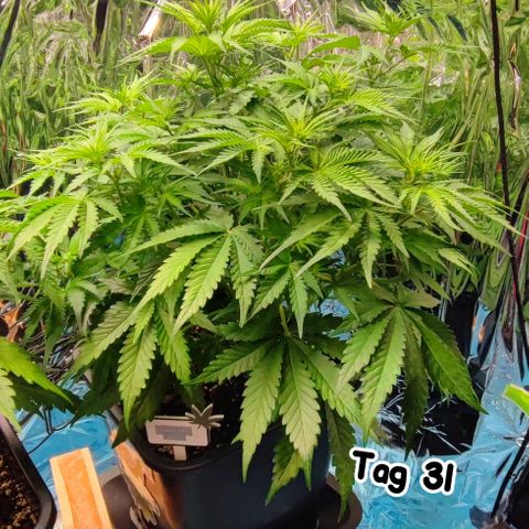 Sweet ZZ growlog timeline photo