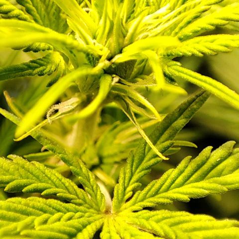 Sweet ZZ growlog timeline photo