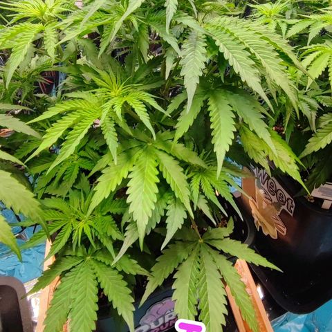 Purple Punch Auto  growlog timeline photo
