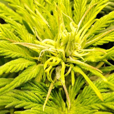 Purple Punch Auto  growlog timeline photo