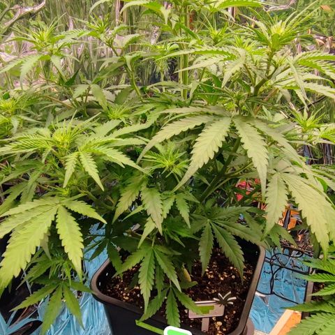 Apple Fritter growlog timeline photo