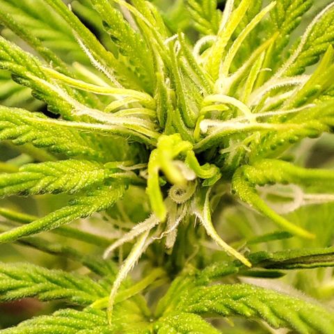 Apple Fritter growlog timeline photo