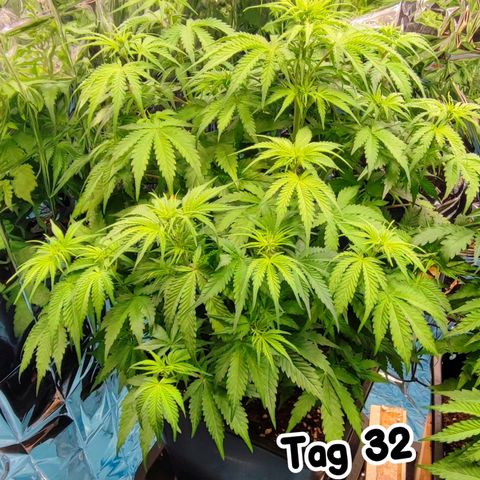 Sweet ZZ growlog timeline photo