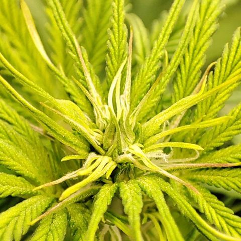 Sweet ZZ growlog timeline photo