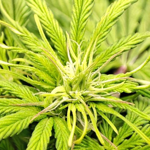 Purple Punch Auto  growlog timeline photo
