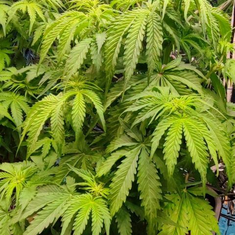 Purple Punch Auto  growlog timeline photo
