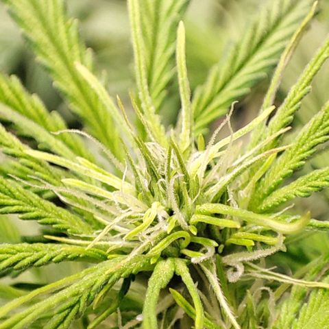 Apple Fritter growlog timeline photo