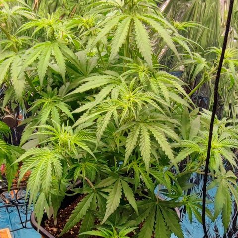 Apple Fritter growlog timeline photo
