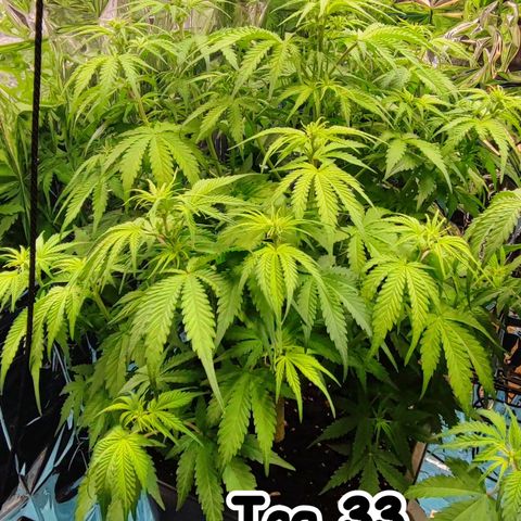 Sweet ZZ growlog timeline photo