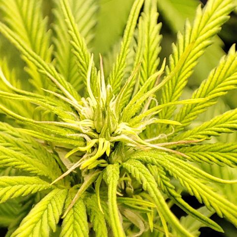 Sweet ZZ growlog timeline photo
