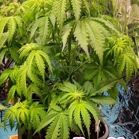 Purple Punch Auto  growlog timeline photo