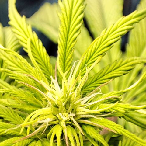 Purple Punch Auto  growlog timeline photo