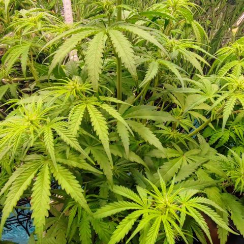 Apple Fritter growlog timeline photo
