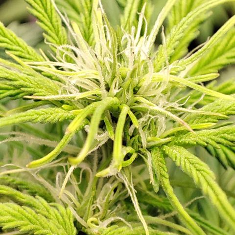 Apple Fritter growlog timeline photo