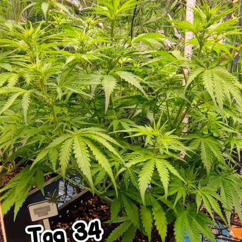 Sweet ZZ growlog timeline photo