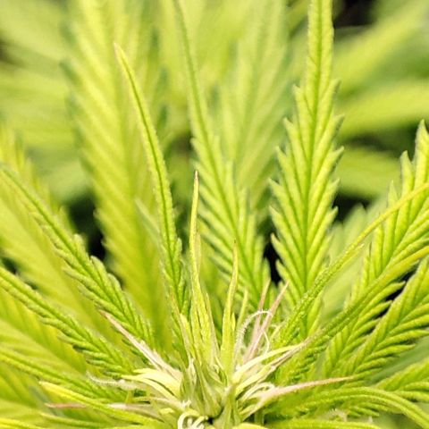 Sweet ZZ growlog timeline photo