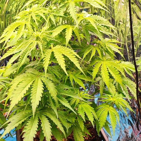 Purple Punch Auto  growlog timeline photo