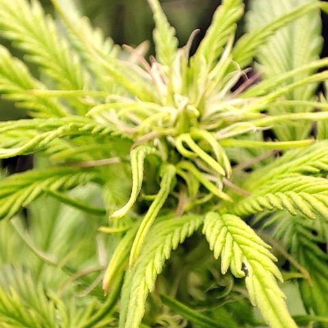 Purple Punch Auto  growlog timeline photo