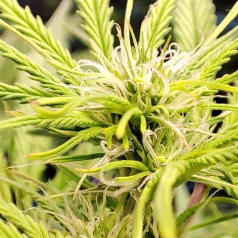 Apple Fritter growlog timeline photo
