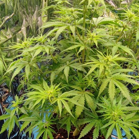 Apple Fritter growlog timeline photo