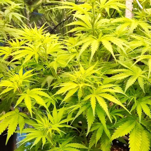Sweet ZZ growlog timeline photo