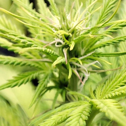 Sweet ZZ growlog timeline photo