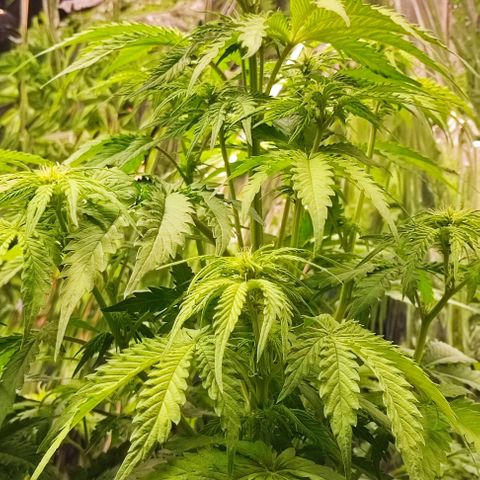 Purple Punch Auto  growlog timeline photo