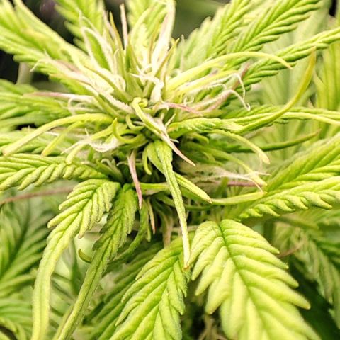 Purple Punch Auto  growlog timeline photo