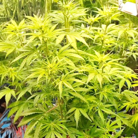 Apple Fritter growlog timeline photo