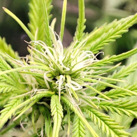 Apple Fritter growlog timeline photo