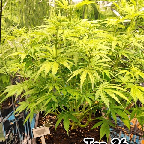 Sweet ZZ growlog timeline photo