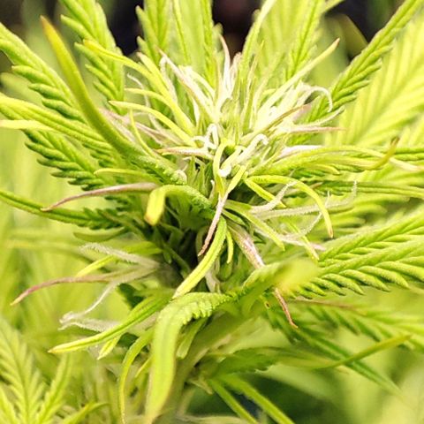 Sweet ZZ growlog timeline photo