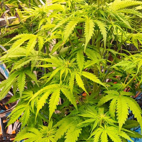 Purple Punch Auto  growlog timeline photo