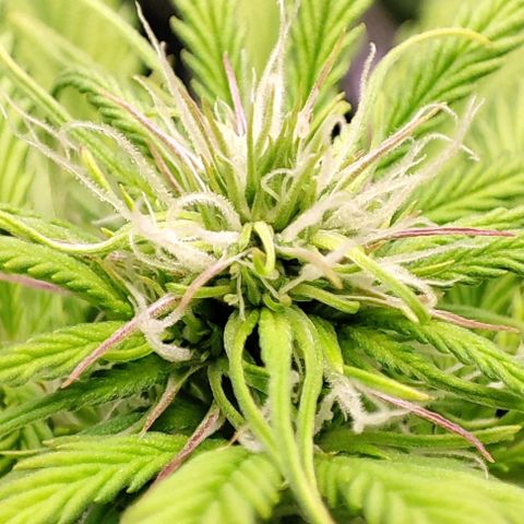Purple Punch Auto  growlog timeline photo