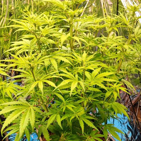Apple Fritter growlog timeline photo