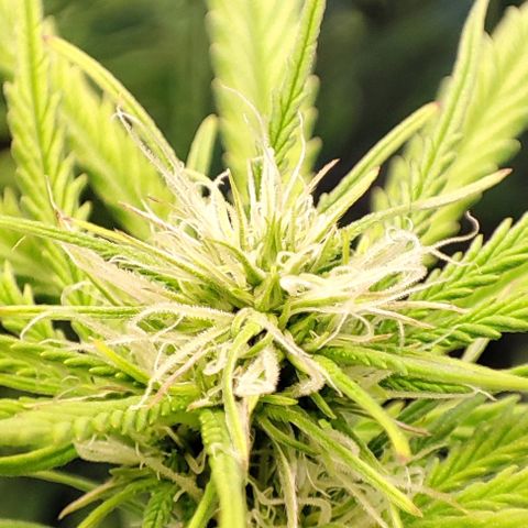 Apple Fritter growlog timeline photo