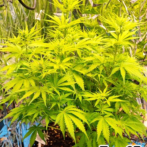 Sweet ZZ growlog timeline photo