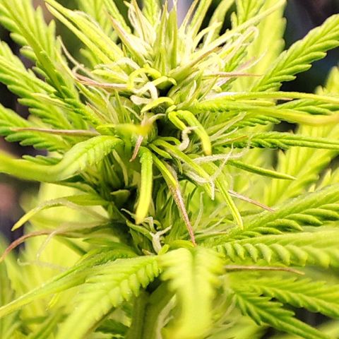 Sweet ZZ growlog timeline photo