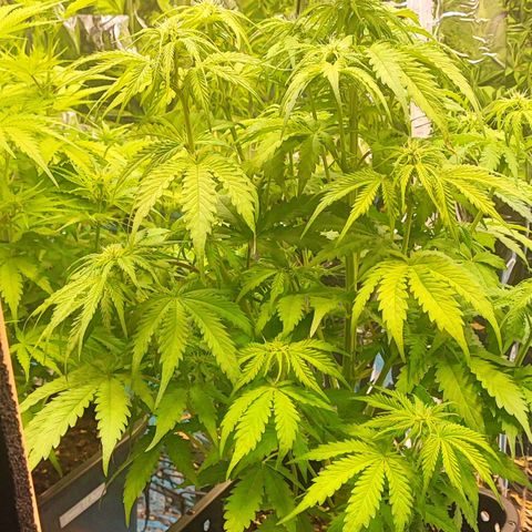 Purple Punch Auto  growlog timeline photo