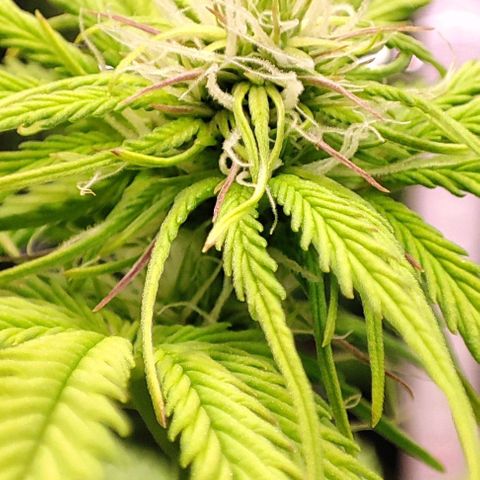Purple Punch Auto  growlog timeline photo