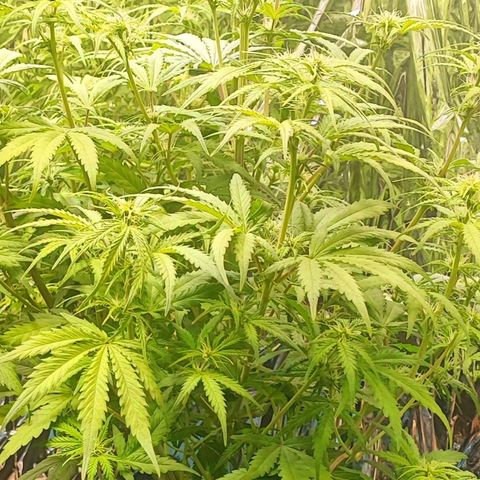 Apple Fritter growlog timeline photo