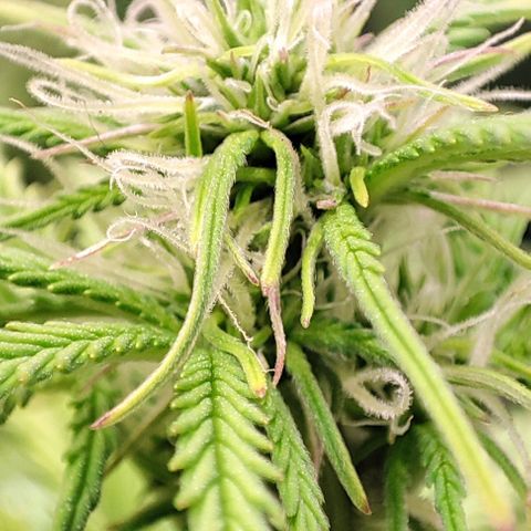 Apple Fritter growlog timeline photo
